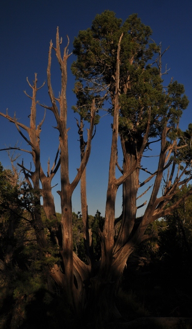 Tree on Soda Canyon Overlook